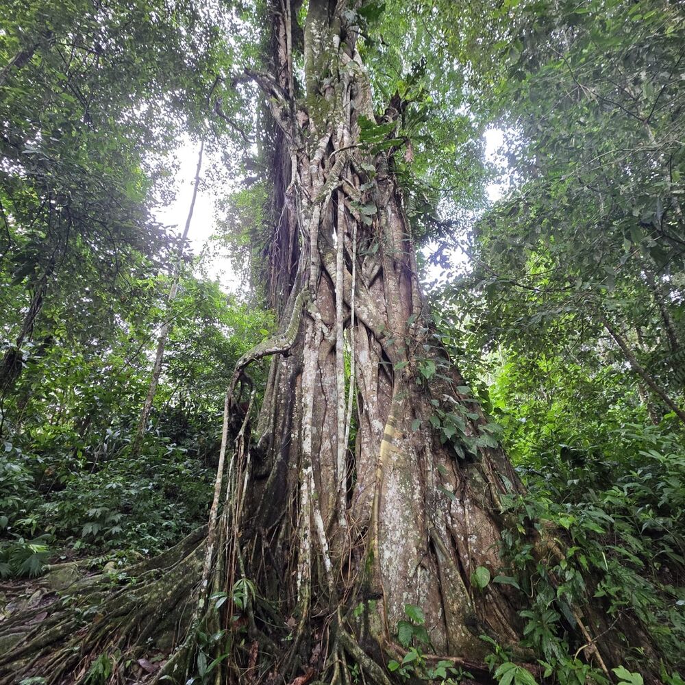 Mächtiger Urwaldbaum von unten gesehen